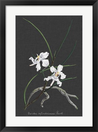 Framed Orchid on Slate II Print