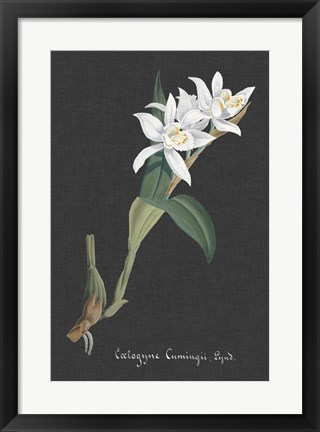 Framed Orchid on Slate III Print