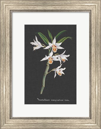 Framed Orchid on Slate IV Print