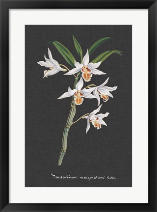 Framed Orchid on Slate IV Print