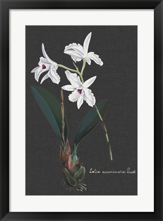 Framed Orchid on Slate V Print