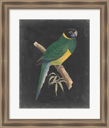 Framed Dramatic Parrots I Print