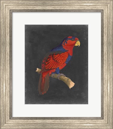 Framed Dramatic Parrots III Print