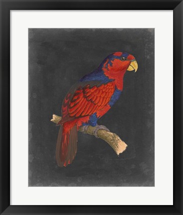 Framed Dramatic Parrots III Print