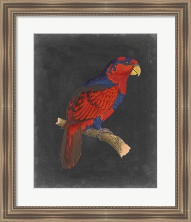 Framed Dramatic Parrots III Print