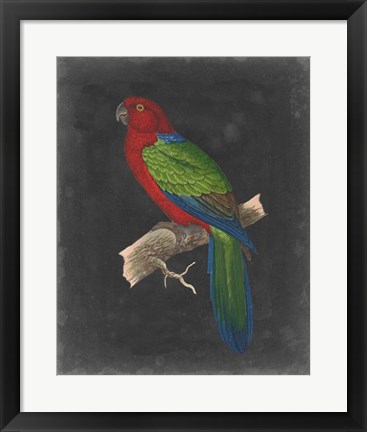 Framed Dramatic Parrots IV Print