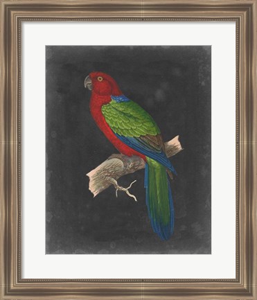 Framed Dramatic Parrots IV Print