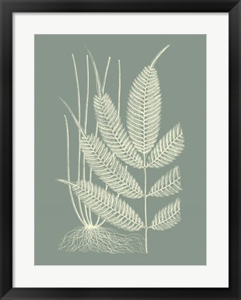 Framed Ferns on Sage II Print