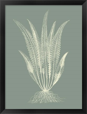 Framed Ferns on Sage IV Print