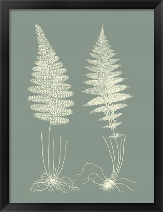 Framed Ferns on Sage VI Print