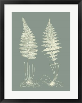 Framed Ferns on Sage VI Print