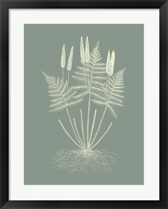 Framed Ferns on Sage VII Print