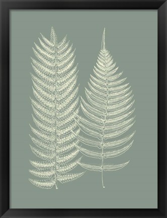 Framed Ferns on Sage IX Print