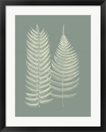 Framed Ferns on Sage IX Print