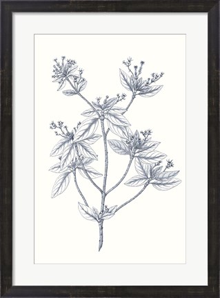 Framed Indigo Botany Study III Print