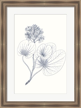 Framed Indigo Botany Study IV Print