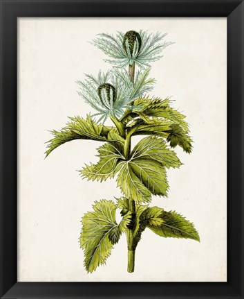 Framed Antique Botanical Study III Print