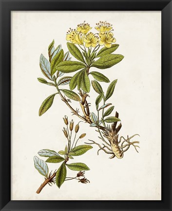 Framed Antique Botanical Study IV Print