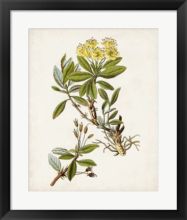 Framed Antique Botanical Study IV Print