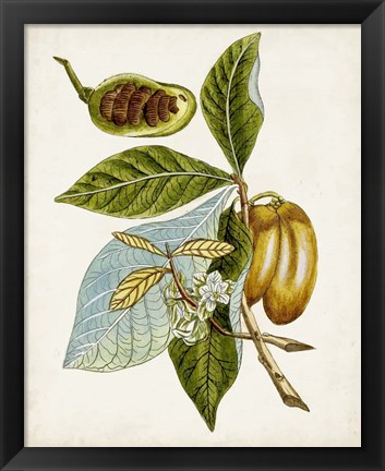 Framed Antique Botanical Study VI Print