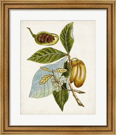 Framed Antique Botanical Study VI Print