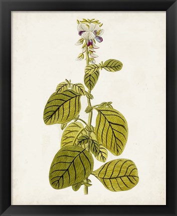 Framed Antique Botanical Study VII Print
