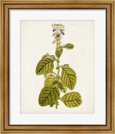 Framed Antique Botanical Study VII Print