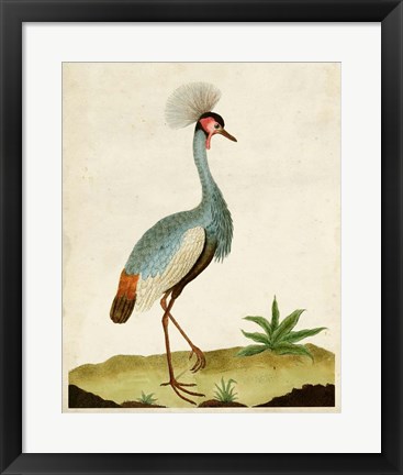 Framed Heron Portrait I Print