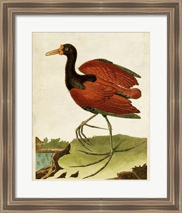 Framed Heron Portrait IV Print