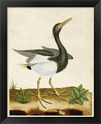 Framed Heron Portrait V Print