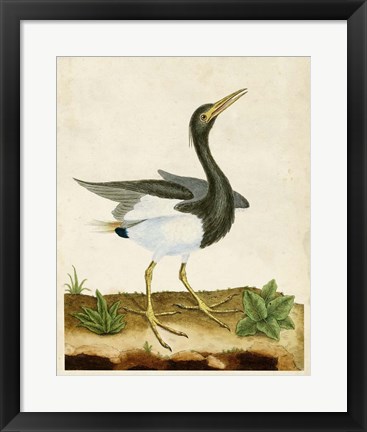 Framed Heron Portrait V Print