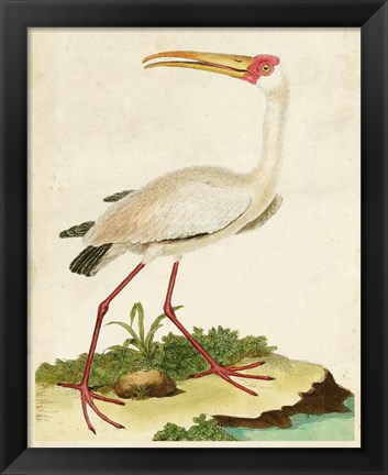 Framed Heron Portrait VII Print