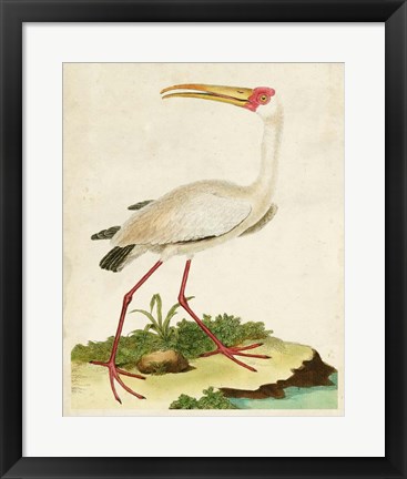 Framed Heron Portrait VII Print