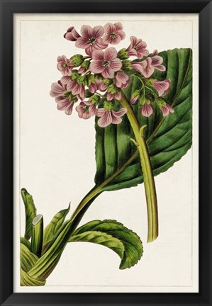 Framed Mauve Botanicals II Print