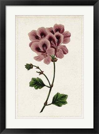 Framed Mauve Botanicals III Print