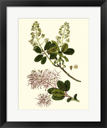 Framed Olive Greenery I Print