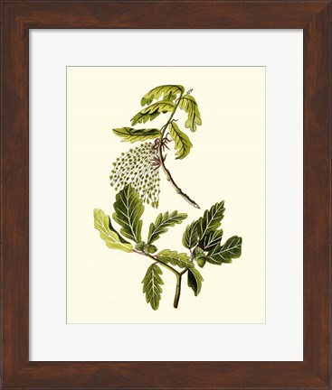 Framed Olive Greenery III Print