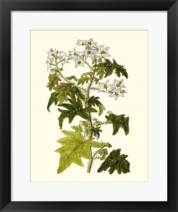 Framed Olive Greenery VI Print