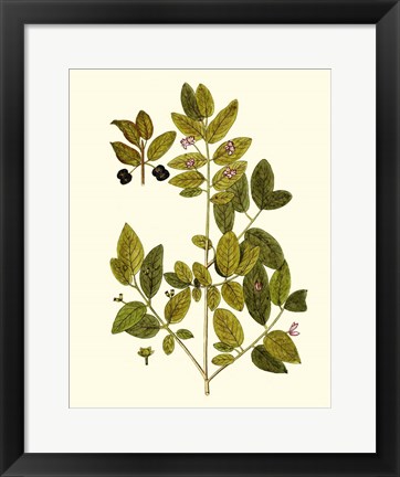 Framed Olive Greenery VII Print