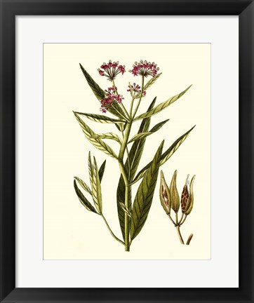 Framed Olive Greenery VIII Print