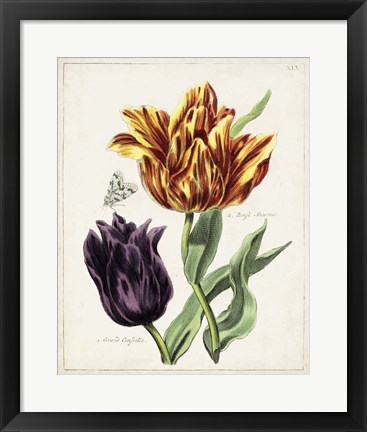 Framed Tulip Classics III Print