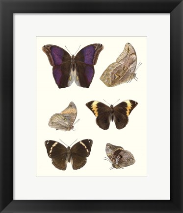 Framed Violet Butterflies II Print