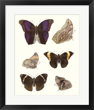 Framed Violet Butterflies II Print