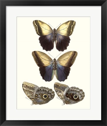 Framed Violet Butterflies III Print