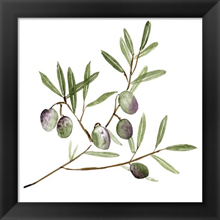 Framed Olive Branch II Print