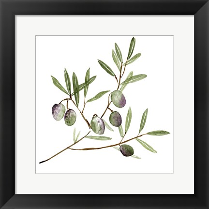 Framed Olive Branch II Print