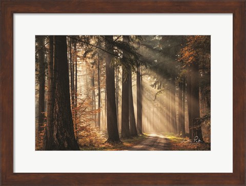 Framed Fresh Autumn Light Print