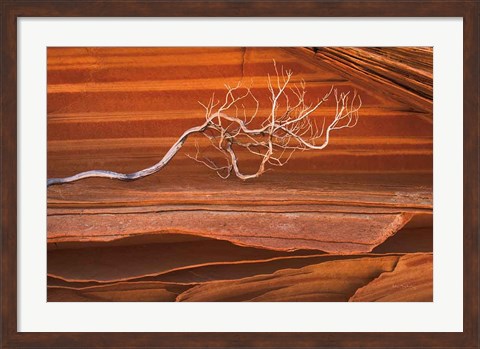 Framed Coyote Buttes III Print