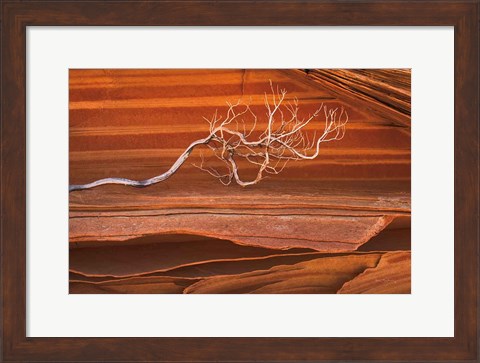 Framed Coyote Buttes III Print