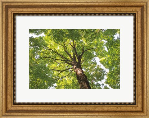 Framed Hardwood Forest Canopy V Print